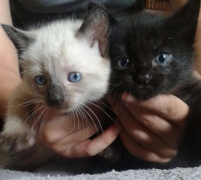 Gato ra a  idade 2 a 6 meses nome  Pudim & Negresco