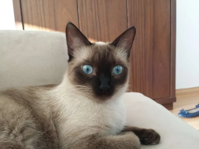 Gato ra a Siamês e nao de finida idade 7 a 11 meses nome Mia e Muffin