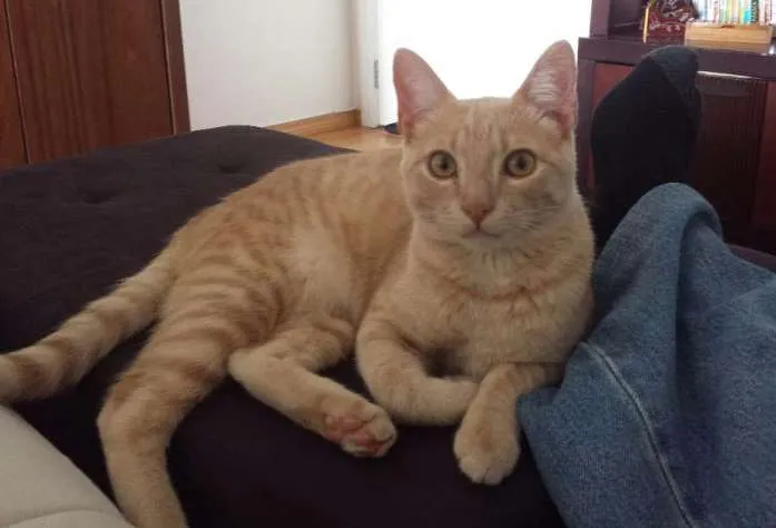 Gato ra a Siamês e nao de finida idade 7 a 11 meses nome Mia e Muffin