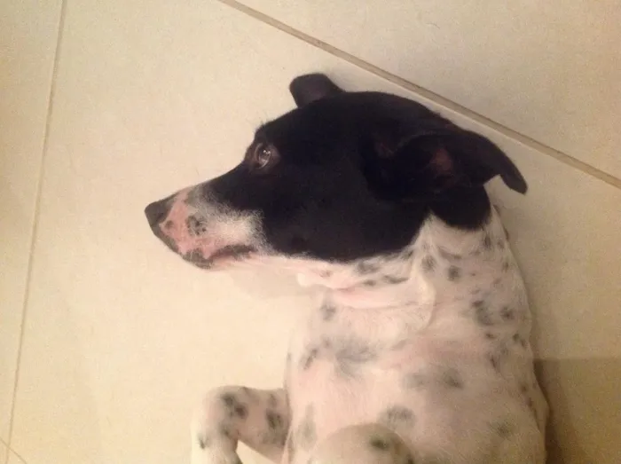 Cachorro ra a Fox paulistinha idade 7 a 11 meses nome Belinha