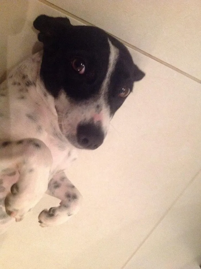 Cachorro ra a Fox paulistinha idade 7 a 11 meses nome Belinha