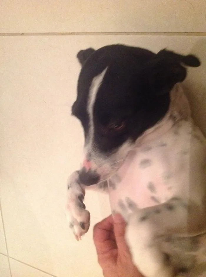 Cachorro ra a Fox paulistinha idade 7 a 11 meses nome Belinha