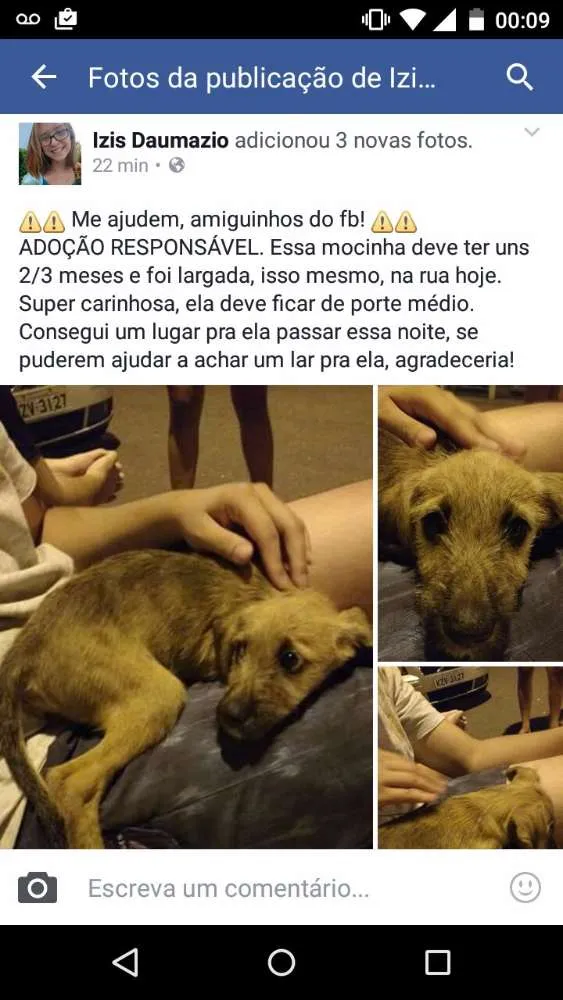 Cachorro raça SRD idade 2 a 6 meses nome --