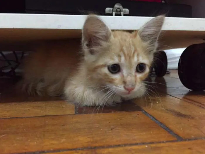 Gato ra a  idade 2 a 6 meses nome Caramelo