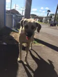 Cachorro raça Vira lata  idade  nome Não tem nome