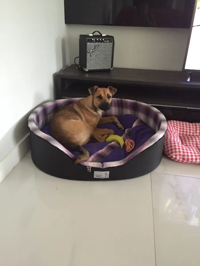 Cachorro raça SRD idade 1 ano nome Chanel
