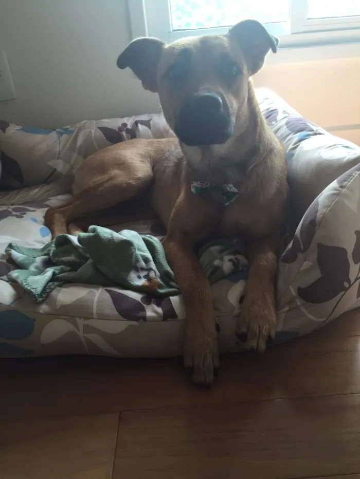 Cachorro raça SRD idade 1 ano nome Chanel