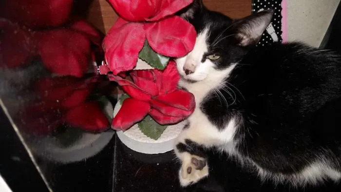 Gato ra a srd idade Abaixo de 2 meses nome ADOTE