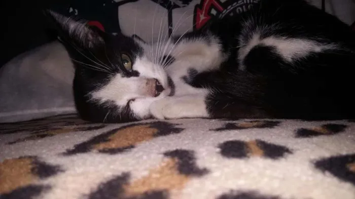 Gato ra a srd idade Abaixo de 2 meses nome ADOTE