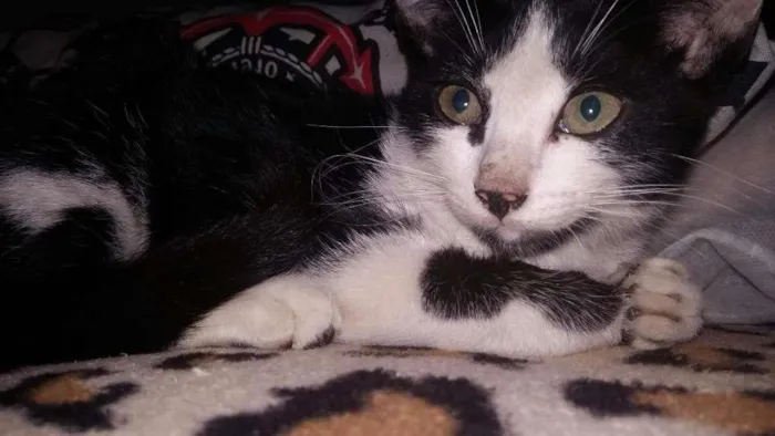 Gato ra a srd idade Abaixo de 2 meses nome ADOTE