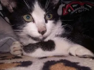 Gato raça srd idade Abaixo de 2 meses nome ADOTE