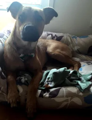 Cachorro raça SRD idade 1 ano nome Chanel