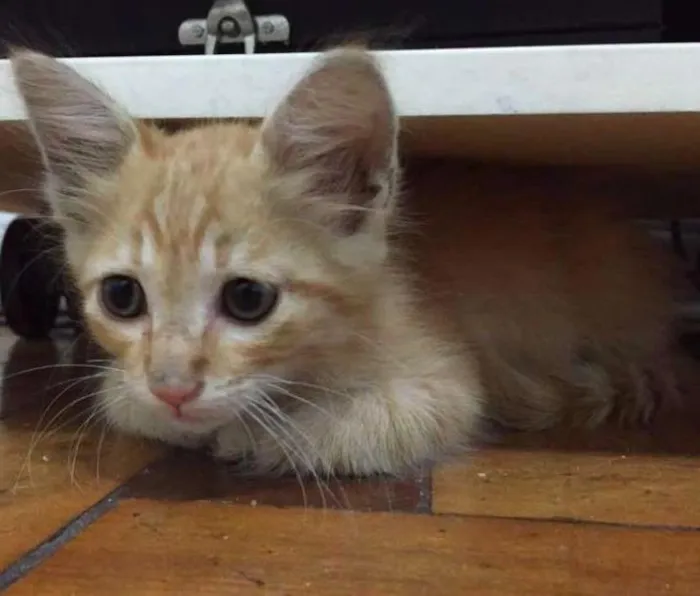 Gato ra a  idade 2 a 6 meses nome Caramelo
