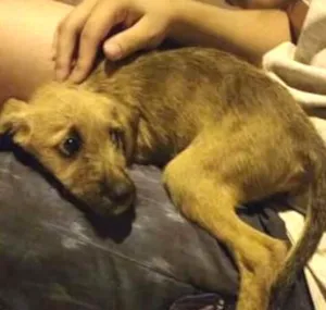 Cachorro raça SRD idade 2 a 6 meses nome --