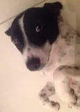 Belinha