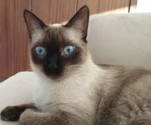 Gato raça Siamês e nao de finida idade 7 a 11 meses nome Mia e Muffin