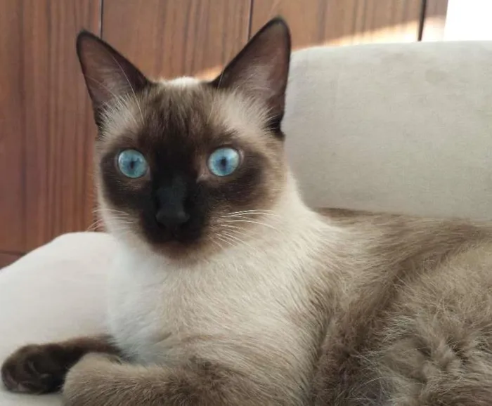 Gato ra a Siamês e nao de finida idade 7 a 11 meses nome Mia e Muffin