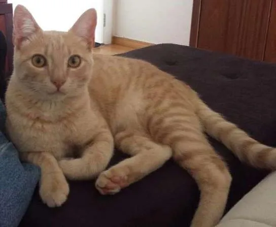 Gato ra a Siamês e nao de finida idade 7 a 11 meses nome Mia e Muffin