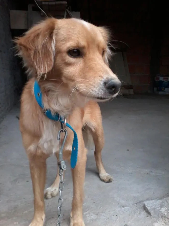 Cachorro raça vira-lata idade 2 anos nome Quilate