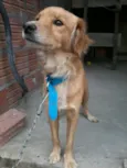 Quilate