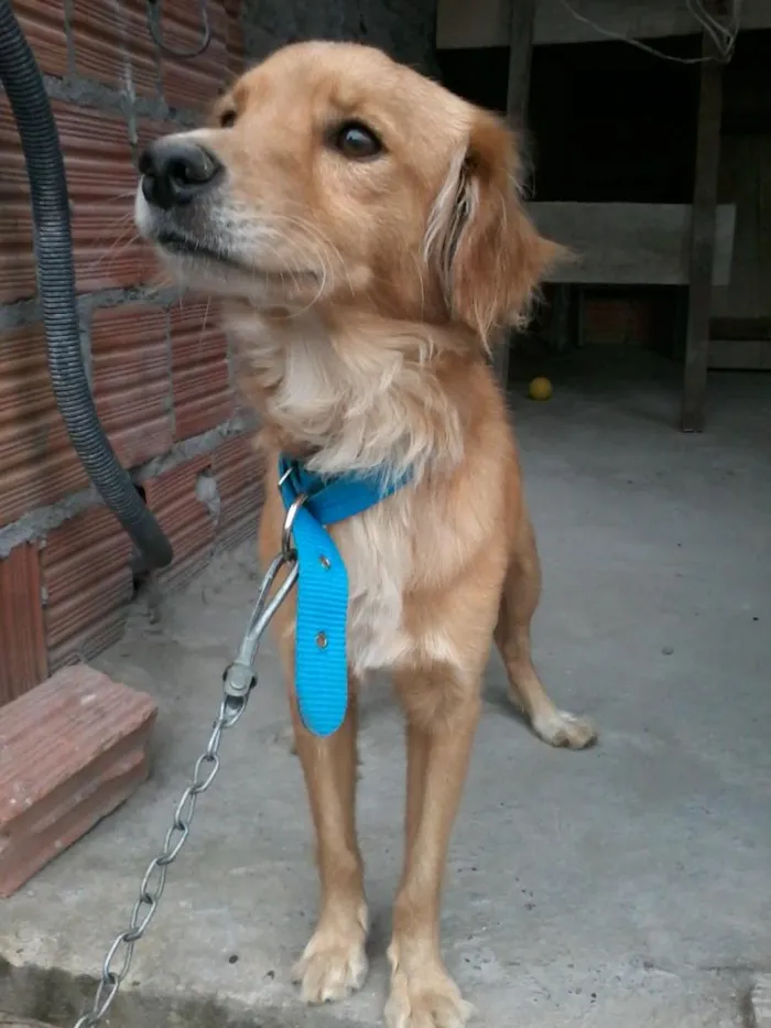 Cachorro raça vira-lata idade 2 anos nome Quilate