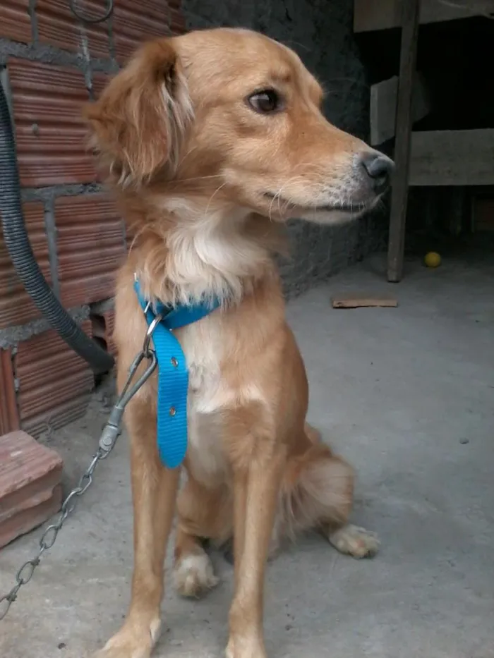 Cachorro raça vira-lata idade 2 anos nome Quilate