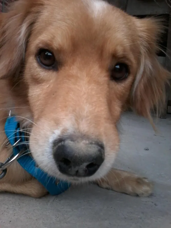 Cachorro raça vira-lata idade 2 anos nome Quilate