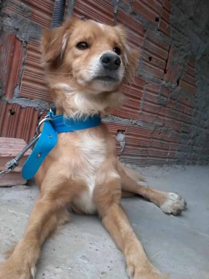 Cachorro raça vira-lata idade 2 anos nome Quilate