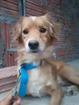 Quilate
