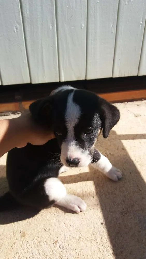 Cachorro ra a vira lata idade 2 a 6 meses nome neguinha