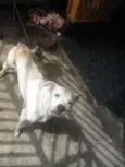 MESTIÇO BOXER