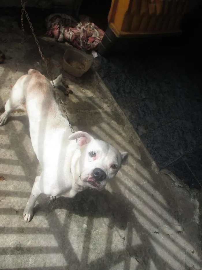 Cachorro ra a MESTIÇO BOXER idade 2 anos nome MESTIÇO BOXER
