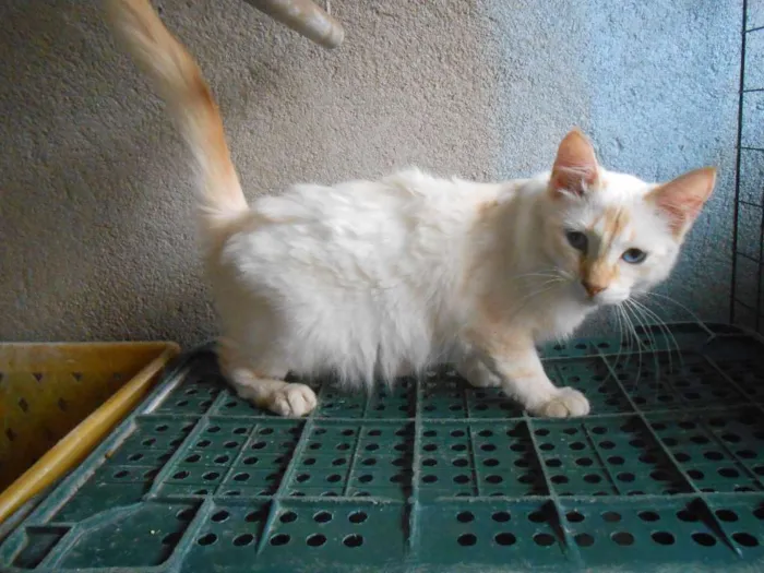 Gato ra a SRD idade 2 a 6 meses nome Christofer