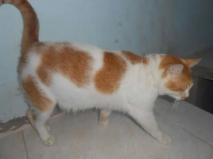 Gato ra a SRD idade 2 a 6 meses nome DUDA