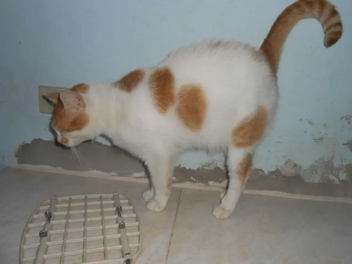 Gato ra a SRD idade 2 a 6 meses nome DUDA