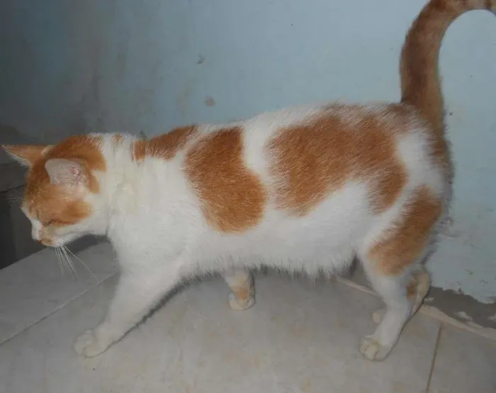 Gato ra a SRD idade 2 a 6 meses nome DUDA