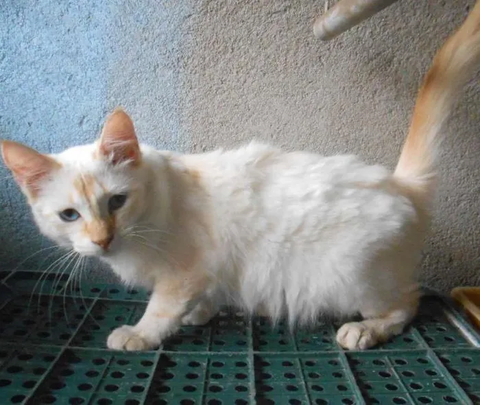 Gato ra a SRD idade 2 a 6 meses nome Christofer
