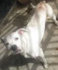 MESTIÇO BOXER