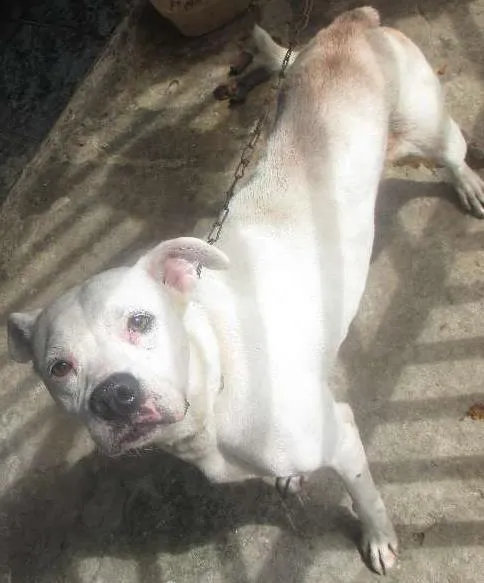 Cachorro ra a MESTIÇO BOXER idade 2 anos nome MESTIÇO BOXER
