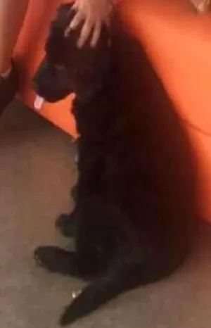 Cachorro raça Belga e Bluehiller idade 2 a 6 meses nome Lis GRATIFICA