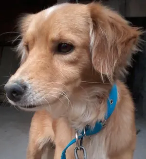 Cachorro raça vira-lata idade 2 anos nome Quilate