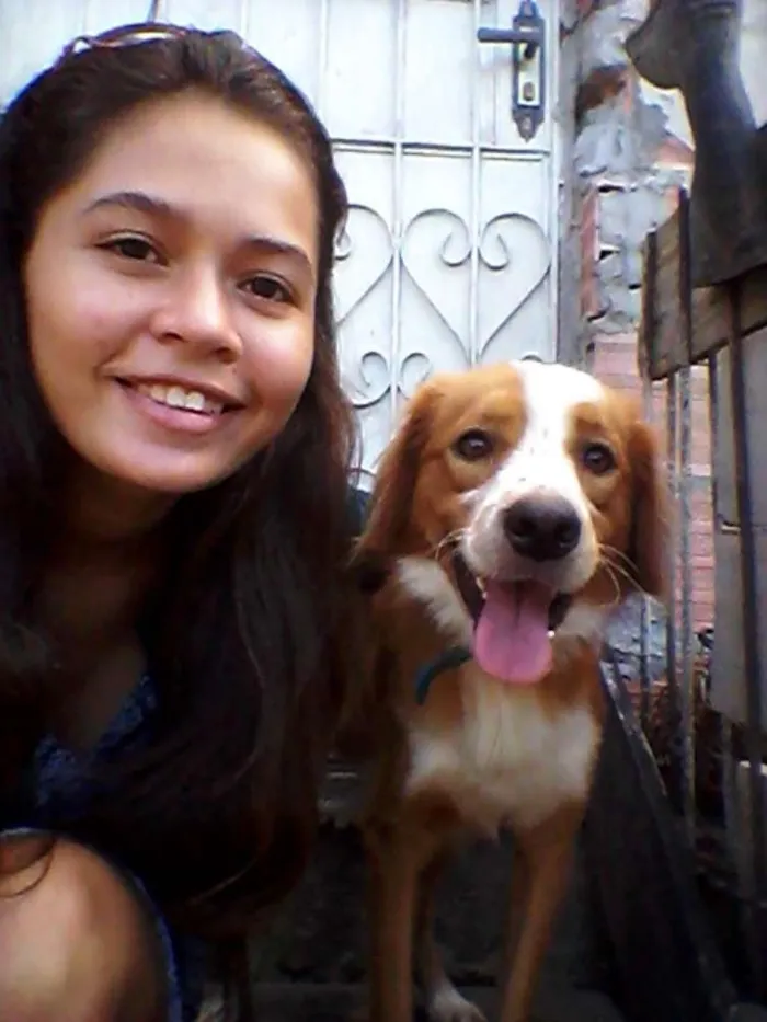 Cachorro raça Vira- lata  idade 2 anos nome Nemo