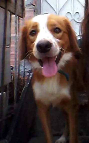 Cachorro raça Vira- lata  idade 2 anos nome Nemo