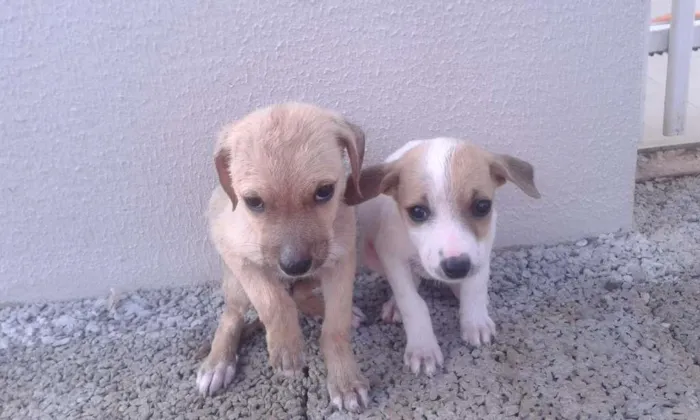 Cachorro ra a  idade Abaixo de 2 meses nome Ainda não tem nome