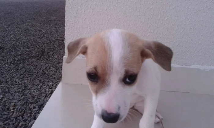 Cachorro ra a  idade Abaixo de 2 meses nome Ainda não tem nome