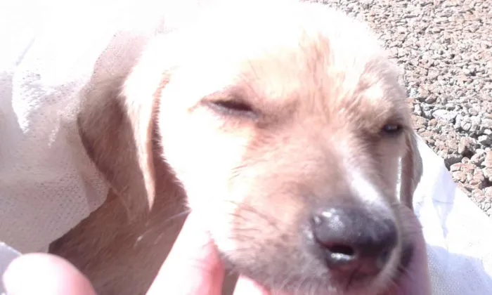 Cachorro ra a  idade Abaixo de 2 meses nome Ainda não tem nome