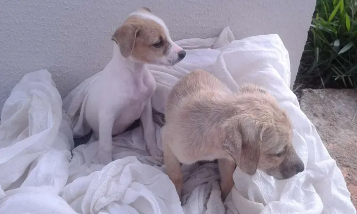 Cachorro ra a  idade Abaixo de 2 meses nome Ainda não tem nome