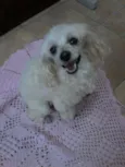 Susi