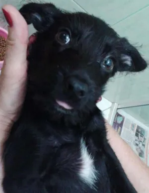 Cachorro raça sem raça definida idade Abaixo de 2 meses nome Pretinhos