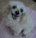 Susi